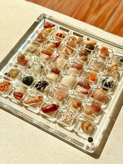 Cilifer® 🔥Acrylic Magnetic Seashell Display Box D01